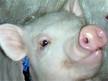 В Украине ожидают сложную эпидемситуацию в связи с бушующим в мире свиным гриппом